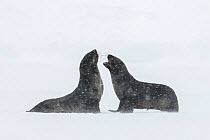 Antarctic fur seals (Arctocephalus gazella) play with each other. St Andrew&#39;s Bay, South Georgia Island.