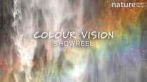 Our 'Colour Vision' showreel explores the vibrant range of colours to be found in the natural world, from burning red lava and vivid yellow flowers to lush green rainforests and the dark blue of the d...