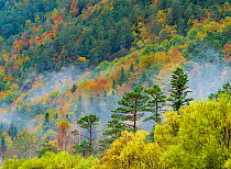 Mixed decidious forest, autumm, Ordesa National Park, Aragon, Pyrenees, Spain