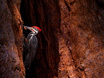 Pileated woodpecker (Dryocopus pileatus) feeding on a Sequoia, Sequoia National Park, California, USA.