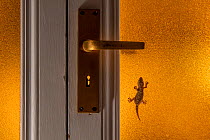 Common wall gecko (Tarentola mauritanica), on door, Catalonia, Spain.