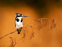Pied kingfisher (Ceryle rudis), Lake Bunyony, Uganda, Africa.