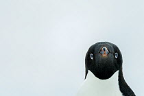 Adelie penguin (Pygoscelis adeliae) portrait, Antartica peninsula, Weddell Sea.