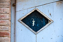 Common wall gecko (Tarentola mauritanica), on door, Catalonia, Spain.