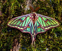 Spanish moon moth (Graellsia isabellae) male resting, tree, Spain.