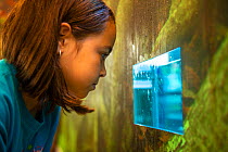 Girl looking at Montseny brook newt (Calotriton arnoldi), at Zoo de Barcelona. Critically endangered species, first described, 2005.