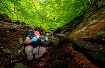 Scientist Felix Amat who discovered the Montseny brook newt (Calotriton arnoldi). Montseny Natural Park, Barcelona, Catalonia, Spain. Critically endangered species, first described, 2005.