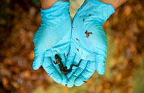 Scientist Felix Amat who discovered the Montseny brook newt (Calotriton arnoldi) holding a newt in gloved hands. Montseny Natural Park, Barcelona, Catalonia, Spain. Critically endangered species, firs...