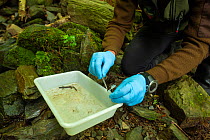 Scientist Felix Amat, who discovered the Montseny brook newt (Calotriton arnoldi) with newt in tray, Montseny Natural Park, Barcelona, Catalonia, Spain. Critically endangered species, first described,...