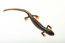 Montseny brook newt (Calotriton arnoldi) on white background. Critically endangered species, first described, 2005.