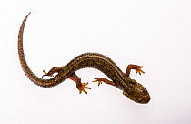 Montseny brook newt (Calotriton arnoldi) on white background. Critically endangered species, first described, 2005.