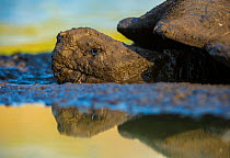 Santa Cruz Galapagos giant turtle (Chelonoidis porteri) taking a mud bath, a small lagoon. Santa Cruz, Galapagos.