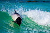 Commerson&#39;s dolphin (Cephalorhynchus commersonii) surfing, Sea Lion Island, Falkland Islands.