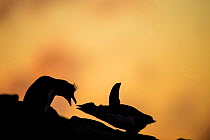 Southern rockhopper penguin, (Eudyptes chrysocome chrysocome) pair courtship behaviour silhouetted, Falkland Islands.
