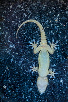 Common wall gecko (Tarentola mauritanica) seen through glass, Catalonia, Spain.