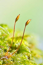 Cypress-leaved plait-moss (Hypnum cupressiforme) fruiting bodies, Whitelye, Monmouthshire, Wales, UK.