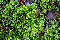 Common pocket moss (Fissidens taxifolius) Catbrook, Monmouthshire, Wales, UK. Focus-stacked image.