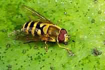 Hoverfly (Syrphus ribesii) male, a wasp mimic, resting on leaf with small bugs.