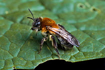 Grey-patched mining bee (Andrena nitida) female resting on leaf, Catbrook, Monmouthshire, Wales, UK.
