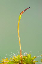 Great hairy screw-moss (Syntrichia ruralis var. ruralis) spore capsule, Catbrook, Monmouthshire, Wales, UK.