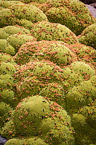 Andean cushion plant / Llareta (Azorella compacta) formerly Laretia compacta, flowering, Chile, South America.