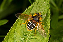 Large hoverfly (Sericomyia lappona) covered in pollen, resting on leaf, Cumbria, England, UK.