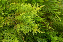 Common tamarisk moss (Thuidium tamariscinum) Catbrook Monmouthshire, Wales, UK.