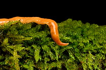 Australian flatworm (Australoplana sanguinea) on sphagnum moss (Sphagnum sp.), introduced predatory flatworm found in several parts of UK. Feeds on earthworms and considered a pest of agriculture/hort...
