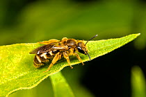 Common furrow bee (Lasioglossum calceatum) female resting on leaf, April, Catbrook, Monmouthshire, Wales, UK.
