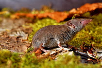 Greater white-toothed shrew (Crocidura russula), captive.