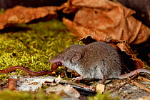 Greater white-toothed shrew (Crocidura russula), captive.
