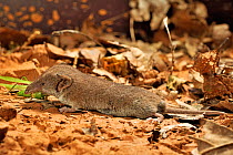 Greater white-toothed shrew (Crocidura russula) eating a grasshopper, captive.