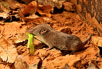 Greater white-toothed shrew (Crocidura russula) eating a grasshopper, captive.