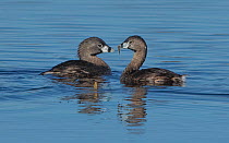 Pied-billed grebe (Podilymbus podiceps) pair on pond, one with offering for mate, North Park, Colorado, USA.