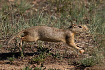 Wyoming ground squirrel (Urocitellus elegans) running across grass covered prairie, North Park, High Country, Colorado, USA.