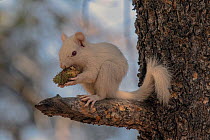 American red squirrel (Tamiasciurus hudsonicus) albino adult sat in tree eating green pine cone, Taylor Park, Colorado, USA.