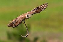 American kestrel (Falco sparverius) flying with snake in talons, Elbert County, Colorado, USA.