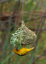 Cape weaver (Ploceus capensis) male hanging upside down peering into nest entrance as he starts to attract a female, Bavianskloof, Eastern Cape Province, South Africa.