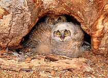 Great horned owl (Bubo virginianus) two chicks looking out of nest cavity in tree. Chicks are just over four weeks old and starting to lose their white fluff, Eastern Arapahoe County, Colorado, USA.