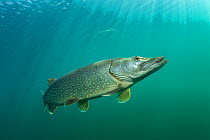 Northern pike (Esox lucius) large individual, Sion, Valais canton, southwestern Switzerland, Europe