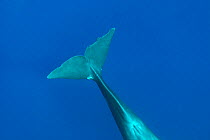 Sperm whale (Physeter macrocephalus) &#39;Digit&#39; female with scar on tail from rope entanglement, Dominica, Caribbean Sea, Atlantic Ocean.