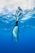 Free diver surfacing from a swim with Sperm whales (Physeter macrocephalus) Dominica, Caribbean Sea, Atlantic Ocean. Model released.