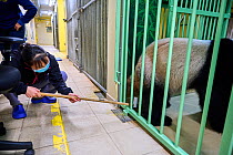Mao Min, Chinese keeper collecting urine from Huan Huan, pregnant female panda (Ailuropoda melanoleuca). Beauval ZooParc, Saint-Aignan, France. August 2021. Editorial use only.
