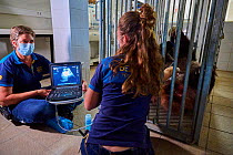 Giant panda (Ailuropoda melanoleuca) female, Huan Huan, undergoing an ultrasound scan by veterinarian, Lucie Brisson. Taken one week before the birth of the babies. Beauval ZooPark, France. July 2021....