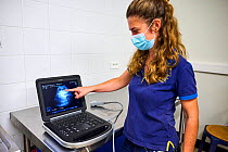 Lucie Brisson veterinarian, looking at the ultrasound scan of Giant panda twins (Ailuropoda melanoleuca). Taken one week before the birth of the babies. Beauval ZooPark, France. July 2021. Editorial u...