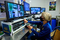 Video monitoring of a Giant panda (Ailuropoda melanoleuca) by Delphine Pouvreau, head keeper of the panda unit. Beauval ZooParc, Saint-Aignan, France. August 2021. Editorial use only.