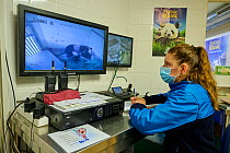 Video monitoring of a Giant panda (Ailuropoda melanoleuca) by Cassandra Millet, keeper of the panda unit. Beauval ZooParc, Saint-Aignan, France. August 2021. Editorial use only.