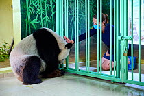 Giant panda female Huan Huan (Ailuropoda melanoleuca) three days before giving birth, with Delphine Delord, Communication and Marketing Manager. Beauval ZooParc, Saint-Aignan, France. July 2021. Edito...