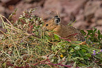 Pika, (Ochotona princeps), carrying vegetation to add to its hay pile, Bridger National Forest, Wyoming Mountain Range, Wyoming, USA.  Due to the warming climate, pikas have had to move to higher, coo...