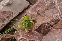 Pika, (Ochotona princeps), carrying vegetation to add to its hay pile, Bridger National Forest, Wyoming Mountain Range, Wyoming, USA.  Due to the warming climate, pikas have had to move to higher, coo...
